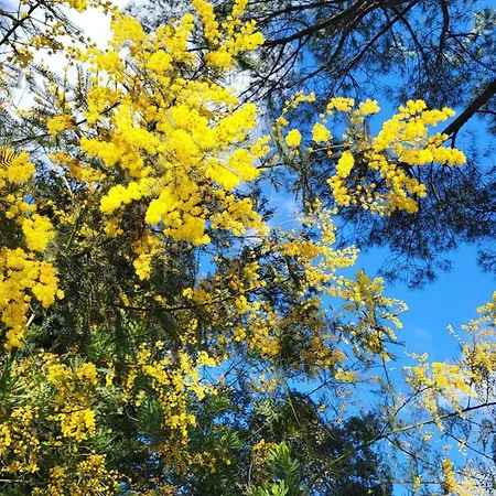 Les Restanques 10 Chenes 3 格里莫