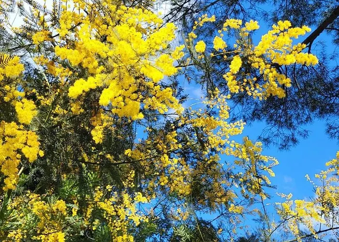 Les Restanques 10 Chenes 3 גרימו